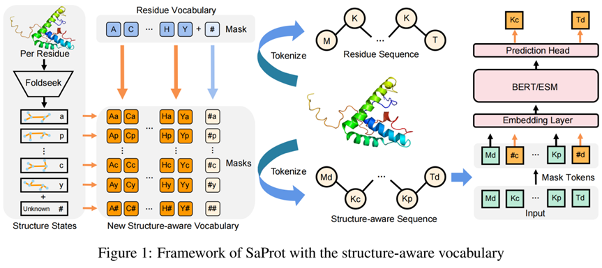 4000万蛋白结构训练，西湖大学开发基于结构词表的蛋白质通用大模型，已开源
