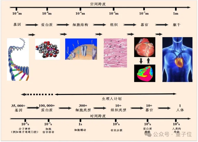 智源发布心脏模型！超实时仿真人体生理功能，速度提升180倍