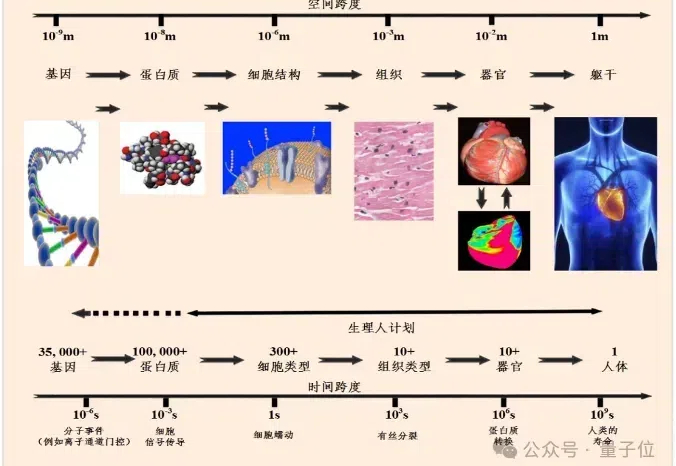 智源发布心脏模型！超实时仿真人体生理功能，速度提升180倍