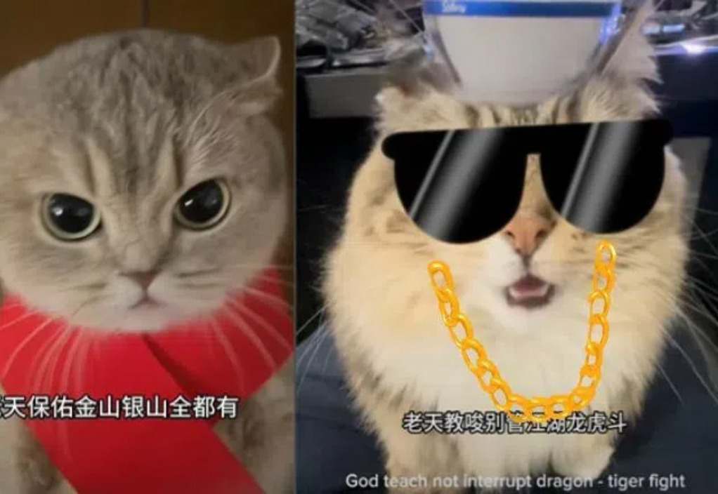 猫猫中文说唱火爆TikTok，神秘东方AI硬控老外