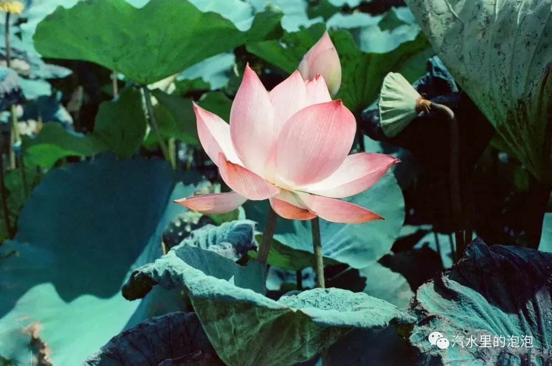亚马逊祭出地表最强全家桶，多模态Nova却败给Claude 3.5！