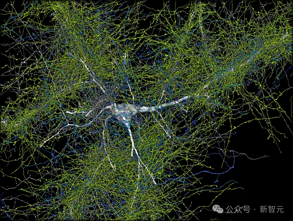 十年磨一「图」，谷歌震撼发布纳米级人脑图谱！AI加持人类大脑研究